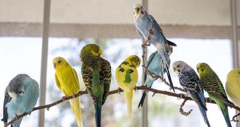 dogum gunu hediyesi kus canindan ediyordu OzrrdJ6U