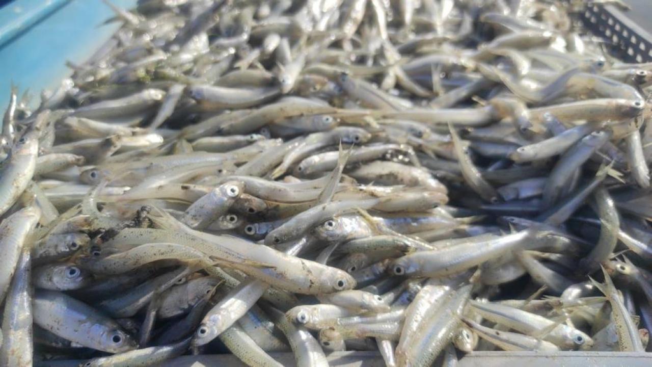 yozgattan avrupaya ihracat yevmiyeler gunluk 2 bin lira H1NL9DIA