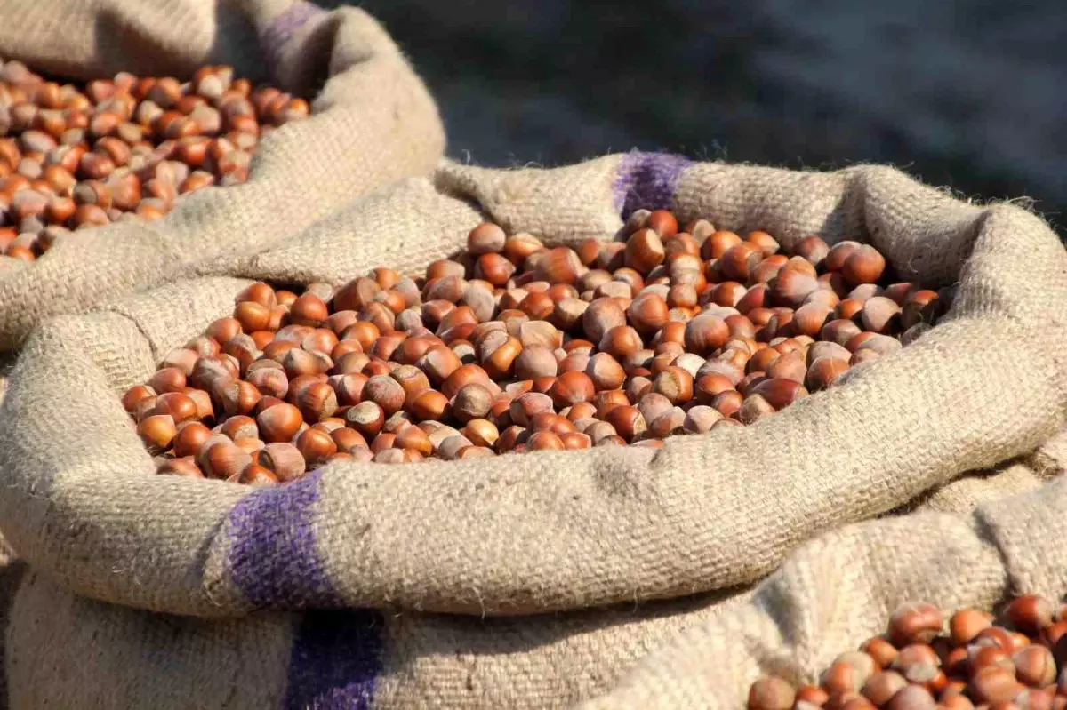 findik ureticisi manipulasyona direniyor b7LOaVKR.jpg