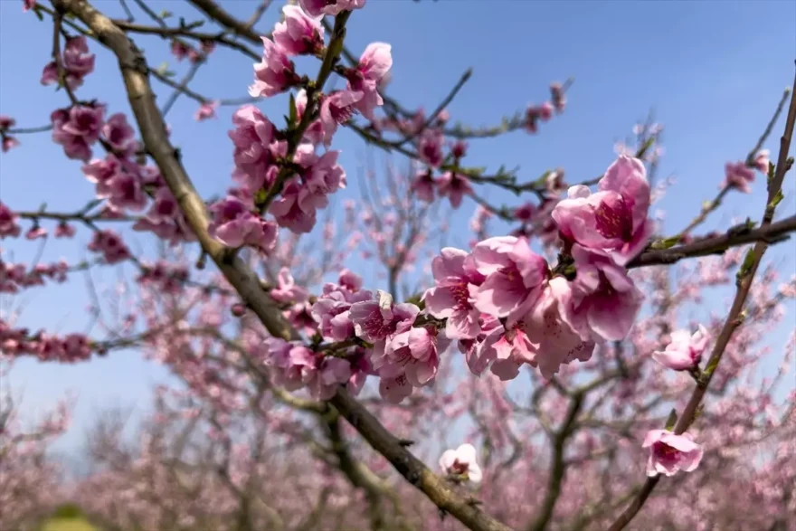Selçuk’ta Şeftali Ağaçları Çiçek Açtı