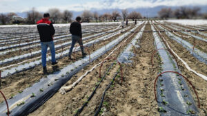 erzincanda-100-biber-fidesi-toprakla-bulustu-UlDjzvQE