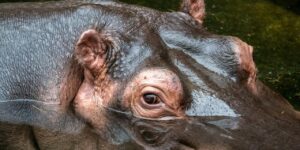 kolombiyanin-basi-escobarin-kacak-kokain-hipopotamlariyla-dertte-z7IT2PLA